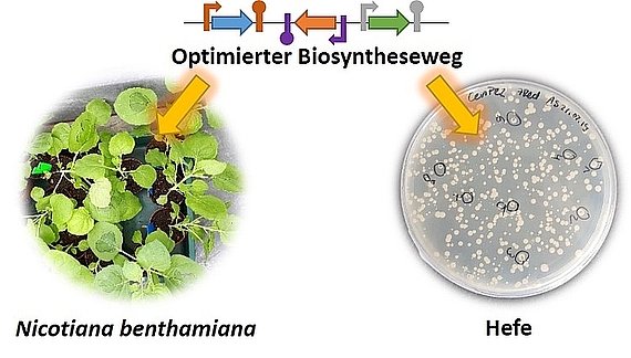 Biochemie sekundärer Pflanzenstoffe Institut für Botanik Leibniz